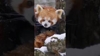 Red Pandas: A Fascinating Endangered Species