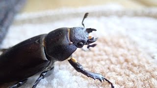 Ekoxe - Stag Beetle Female blekinge