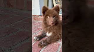 Brown German shepherd  Dog.. Beautiful  dog