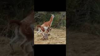 Lion Decides To Fight With Alpaca To Hold On To The King #lion #alpaca #animals #wildanimals #shorts