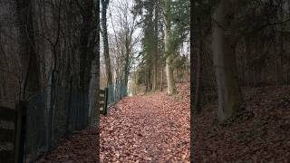 Forest Hiking. #hiking #shorts #forestwalk #forest