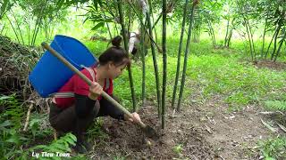 Harvesting Green Bamboo Shoot Goes To Market Sell   soak bamboo shoots with garlic and chili