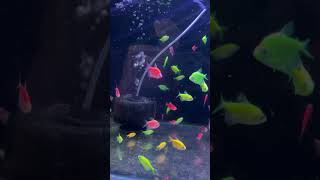 COLOURFUL BIG SIZE GLOW TETRA FISH #shorts #colorfulaquariumfish #glowfish #colorfullfish #aquarium