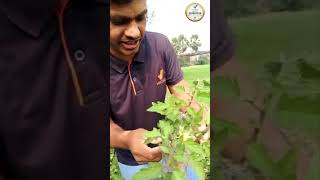 कैसे Vestige Agri Humic से टमाटर के बीजों का ट्रीटमेंट कर उगाने पर जड़ों में वृद्धि हुई