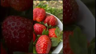 Sweet strawberry👌🏻🍓🍓 #food #enjoywithnoorasworld 😍pls subscribe😍