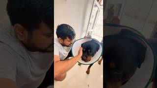 Maxx ko hua skin issues | Eczema in Dogs #shorts #rottweiler #dog #aggressivedog #guarddog #yt