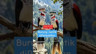 Burung Cantik DiPerbukitan (12) #videoshort #property #fyp