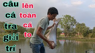 câu cá tra giải trí✓ cần ben lia lịa anh em ơi@CuongFising