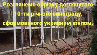 Професійна обрізка сформованого дорослого винограду