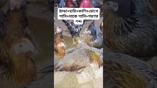 ঠান্ডা, হাচি, কাশি, চোখে নাকে পানি, গরগর শব্দ সমাধান #chicken #murgipalon #birds #hen #arifagrobd