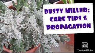 DUSTY MILLER: CARE TIPS & PROPAGATION