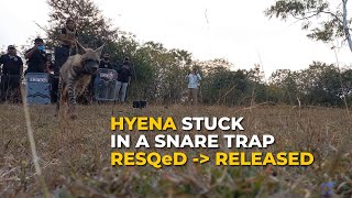 Snared-Reported-RESQed-Released (A Striped Hyena's Second Chance at Life)