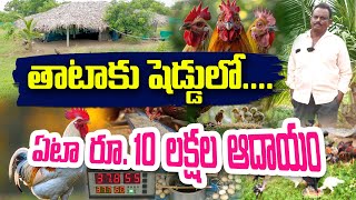 పెరూ జాతి + నాటు కోళ్లు  | ఫ్రీ రేంజ్ పెంపకం | Satyanarayana