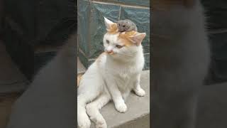 Where is my enemy?😡#foryoupage #tiktok #pet #funnyvideo #petlovers #cat #animals #catlovers #viral