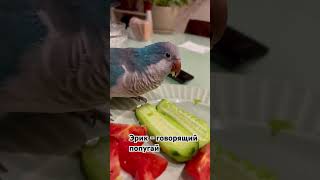 Parrot Eric loves to eat with humans ( Попугай Эрик кушает с общего стола )