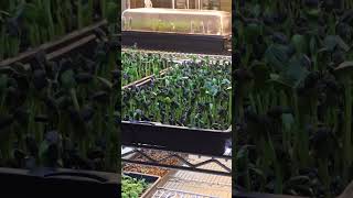 Microgreens Timelapse