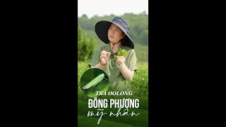 TRÀ OOLONG PHƯỚC LẠC || Tìm Hiểu về Trà Oolong Đông Phương Mỹ Nhân