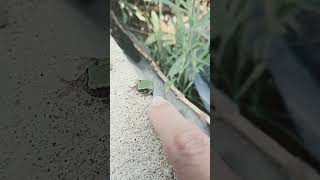 Tiny frog!