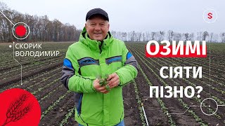 Озимі. Сіяти пізно?