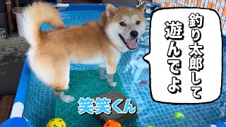 釣られる遊びにドハマりした巨体柴犬はこちらです