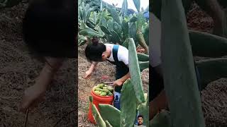 Harvesting fresh fruits from garden