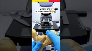 Ginger microscope se kaisa dikhta hai 😱🔬|| #Shorts #ytshorts #facts