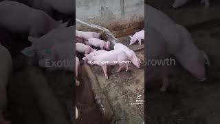 Exotic fast growing piglets available  #piggy #piglover #pigindustry #animals