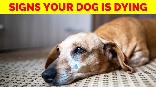 12 Signs Your Dog’s Life is Nearing Its End