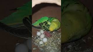 Amazing mother feeding #birds #budgies #shorts#loveallah.....