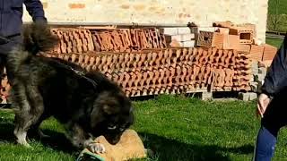 KRON Gvr ,caucasian shepherd dog