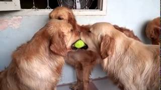 Dos Perros, Una Pelota