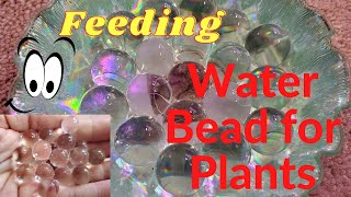 How I use water beads for seed germination and plant feeding