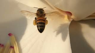 Bees Hovering Over Magnolia Flowers at 240 FPS