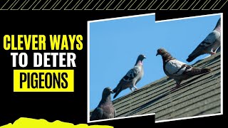 How to Get Rid of Pigeons on Your Roof (Genius Methods That Actually Work)