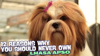 12 Reasons Why You Should Never Own a Lhasa Apso 🚫