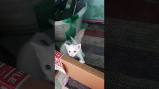 cutecats# cute cats# catslove #80s songs 🎵 #ilayaraja 🥰#shorts