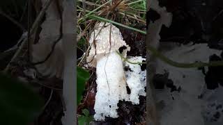 Stinkhorn Mushroom/Phallus impudicus