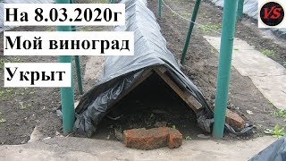 На 8 03 2020г Мой Виноград Укрыт