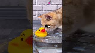 The Duck Teaches the Cat to Swim! 🦆🐱 #duckshorts #cat #swim  #kids#viral