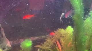 Fresh Water Barracuda Eating (SLO-MO) #shorts