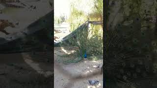 #animals #animalvideo #funnyvideos #peacock #pavoreal