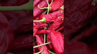 collect transport and dry some chilies  #chilies #viral #viralvideo #shortvideo #trending #subscribe