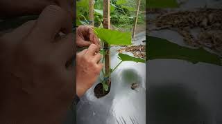 A LITTLE HELP PLEASE #satisfying #gardening #growyourown #cucumber