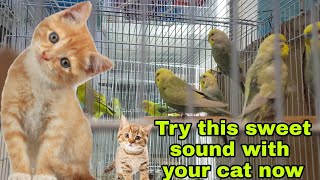 sounds that attract cats - Birds Chirping Sounds for Cats to Watch and Listen To