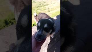 ❤️Armenian dog 🐶 and Mount 🗻 Ararat 6/6/24.