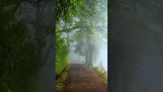 🍃 Relaxing Music with Nature Sounds, 🍃 Forest Music, Sleep Music, Meditation Music #shorts