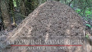 Огромный муравейник. Трели птиц в лесу