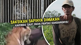 Warga Jambi Saksikan Sapinya Dimangsa Harimau, Harimau Turun Pemukiman Resahkan Warga Jambi