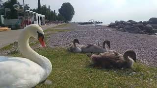 mother swan defends her little swans