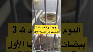 شاهد كيف يطعم ذكر #الكناري الانثى و هي تحض العش #تزاوج_الكناري #كناري #canary #تحفيز #animals